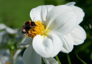 5205 Preben Bruus     Bee on Flower_1     